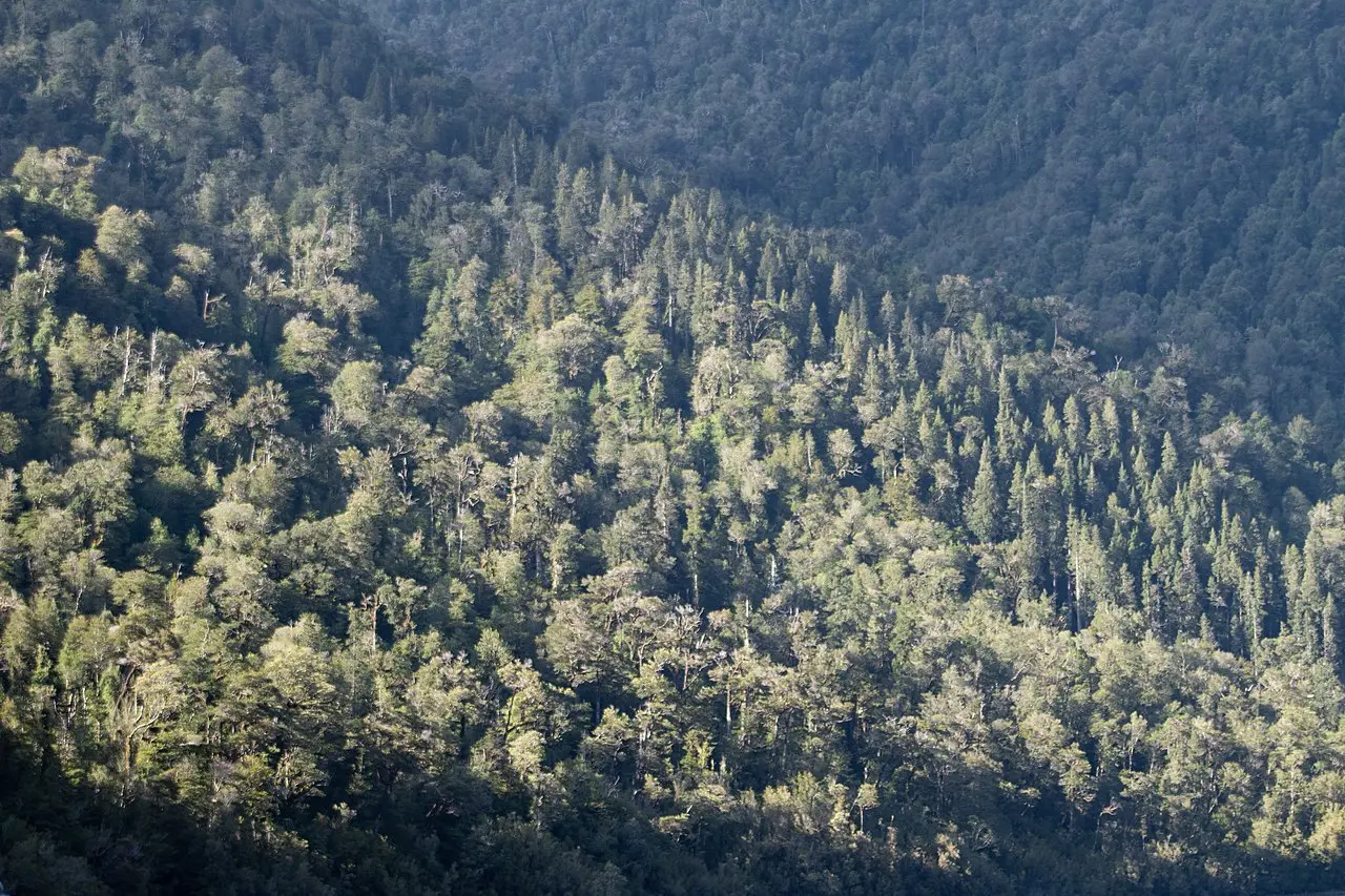 Bosque siempreverde del Parque Nacional Alerce Andino